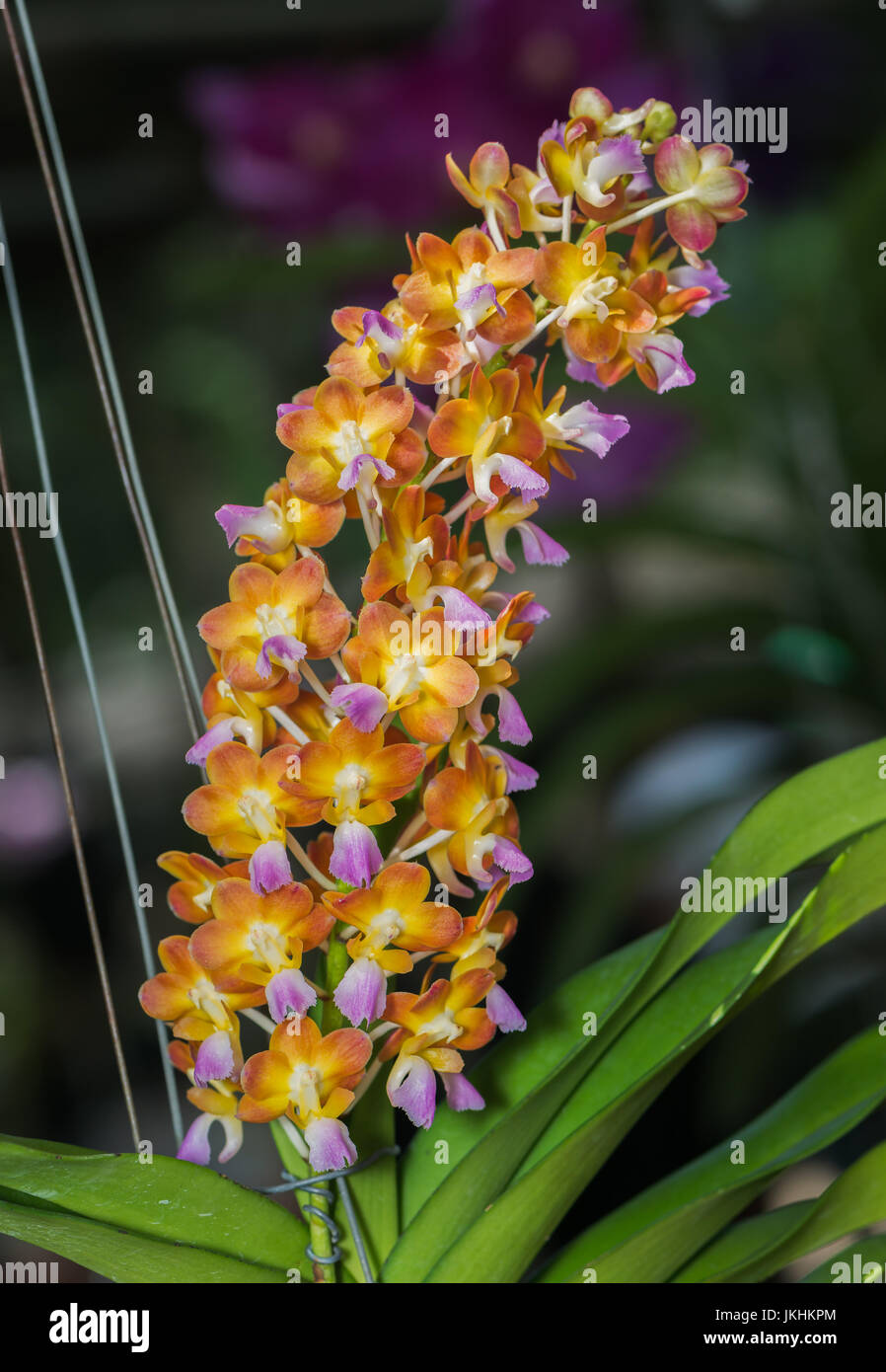 Hybrid orange Vanda orchid on nature background Stock Photo