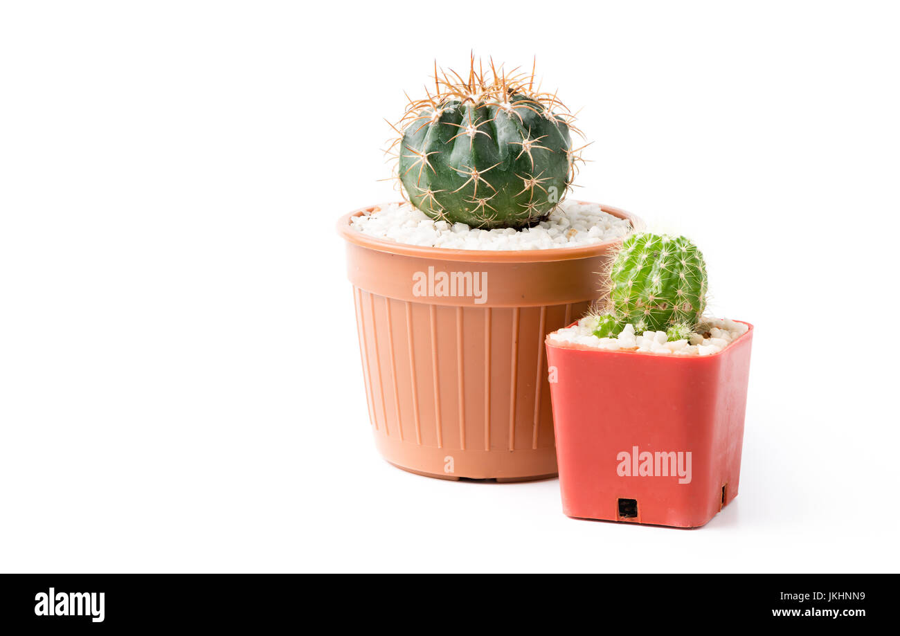 cactus in small pot isolated on white background Stock Photo - Alamy