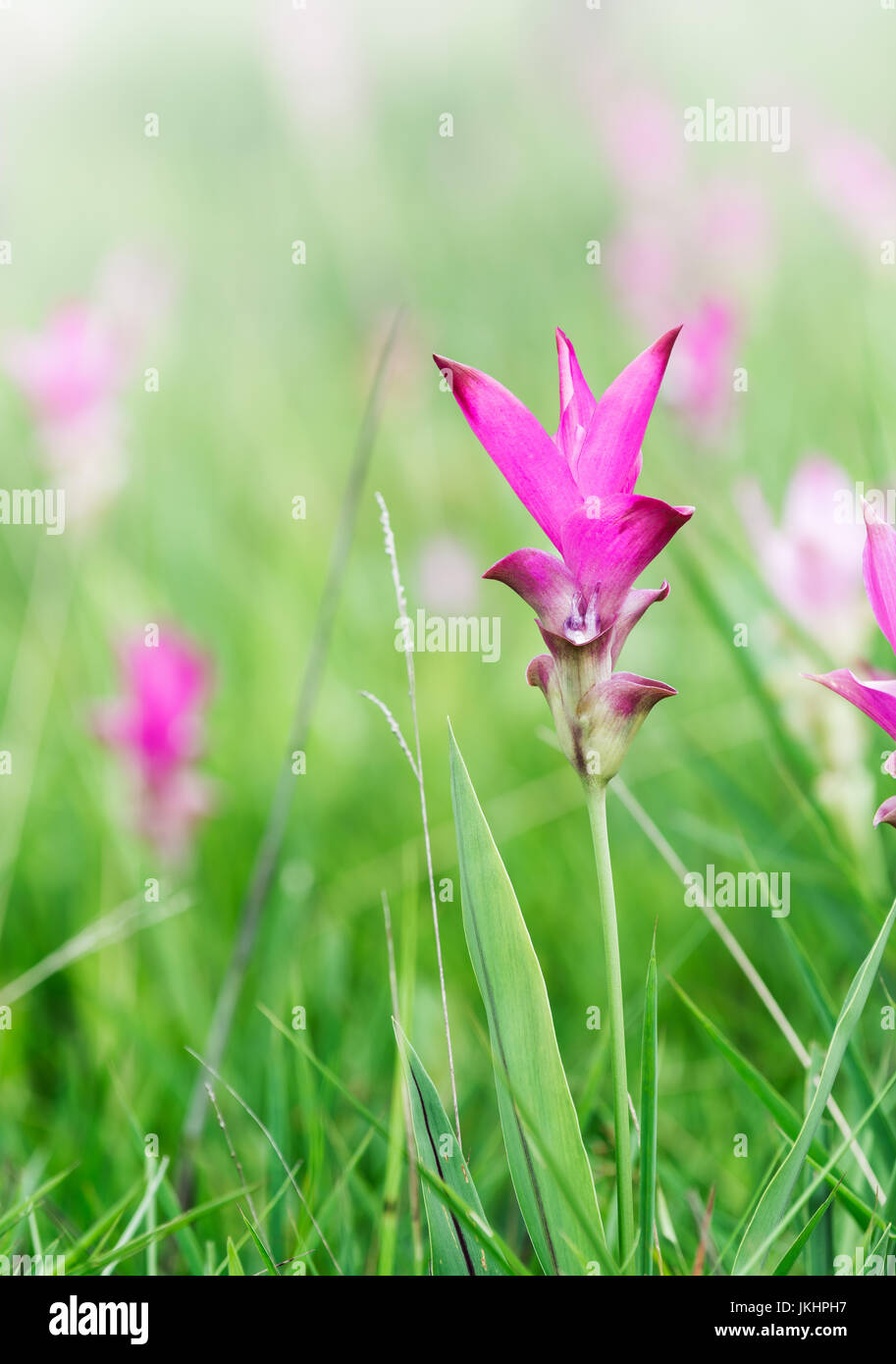 Siam Tulip field, called 'Dok Kra Jiao' in Thai or Curcuma alismatifolia flower. Stock Photo