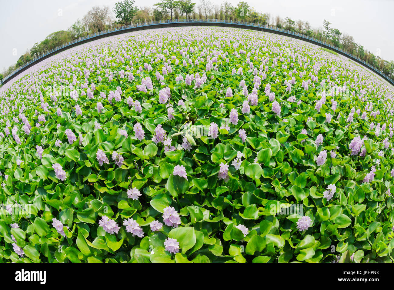 blooming water hyacinth,Environmental concerns about water quality in THAILAND Stock Photo