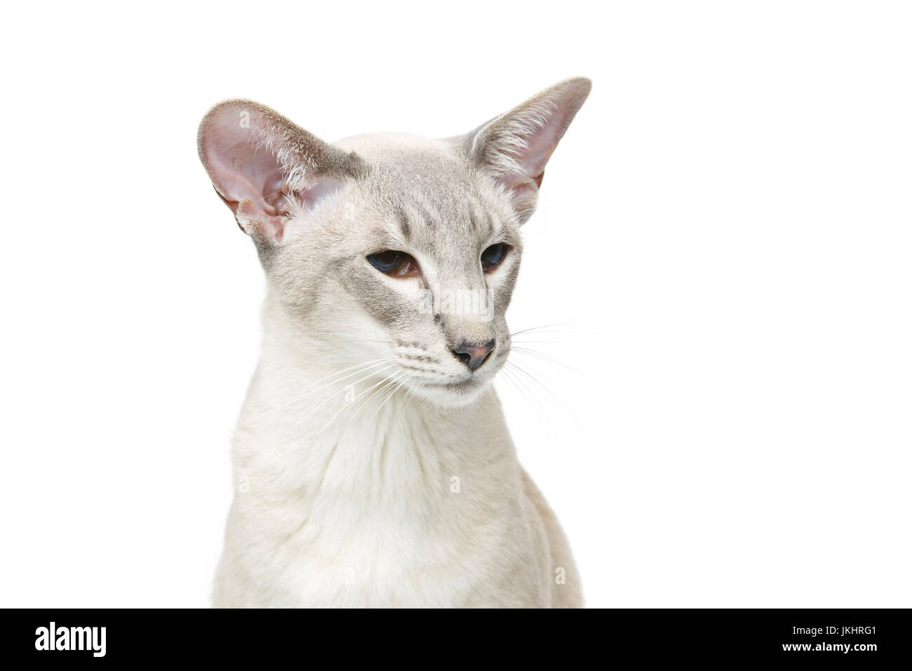 Beautiful oriental siam cat isolated on white background. Copy space. Stock Photo