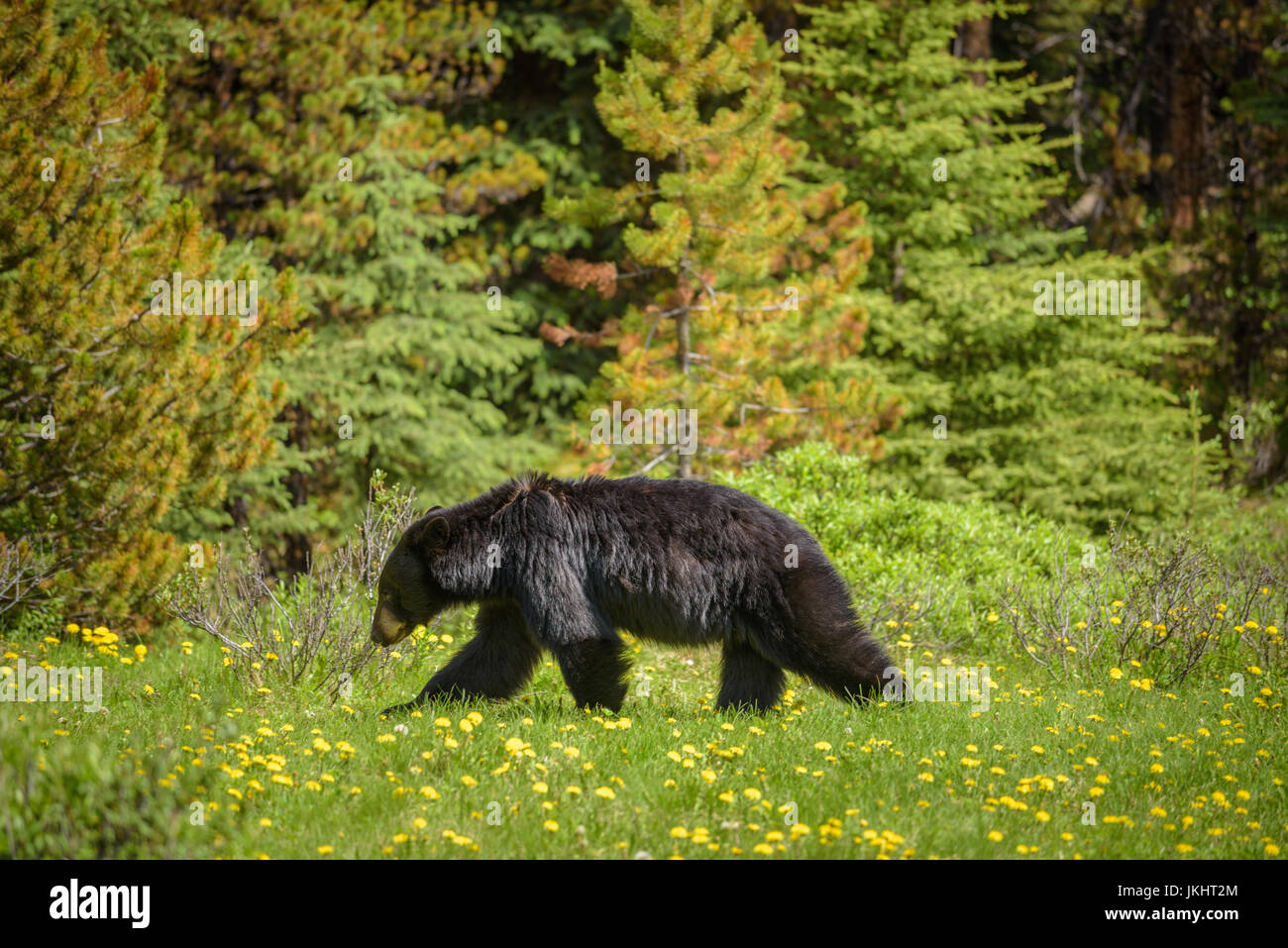Wild Black Bear walks in forests of Banff and Jasper National Park, Canada situated in canadian Rocky Mountains Stock Photo