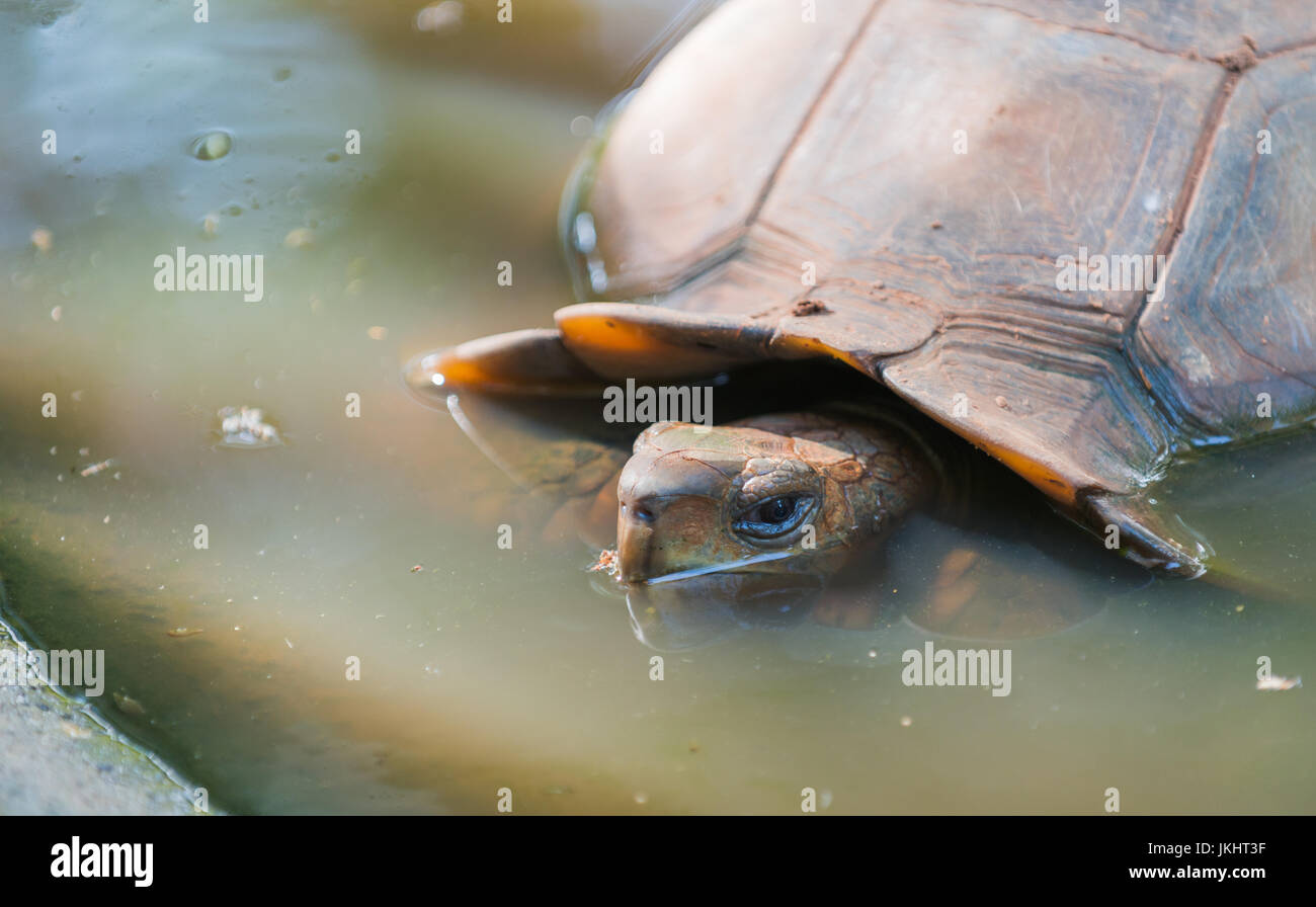 Big shell lake hi-res stock photography and images - Alamy