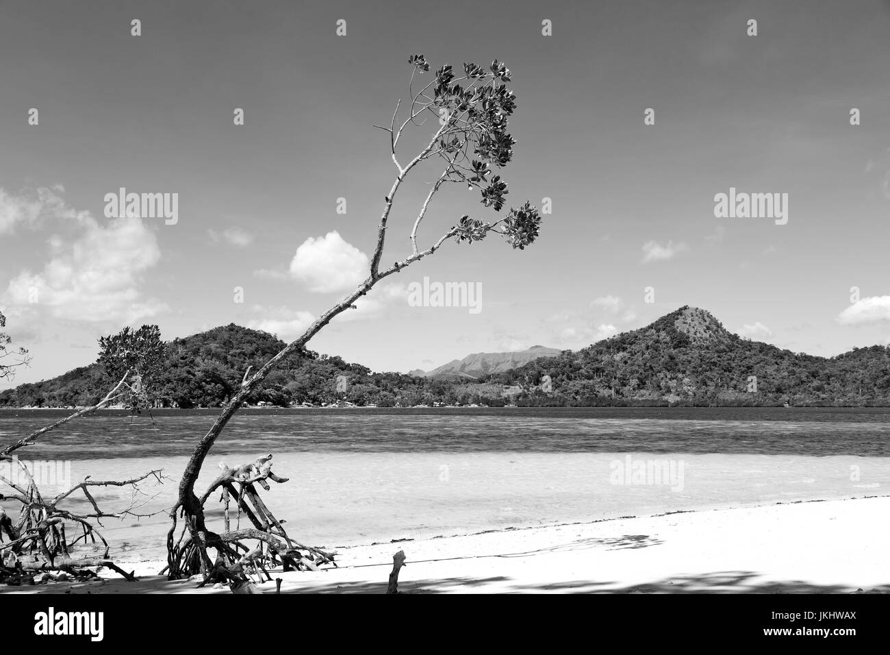 in the philippines island beautiful cosatline tree hill and boat for tourist Stock Photo