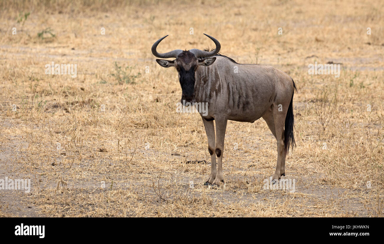 Wildebeest taken in african safari Stock Photo