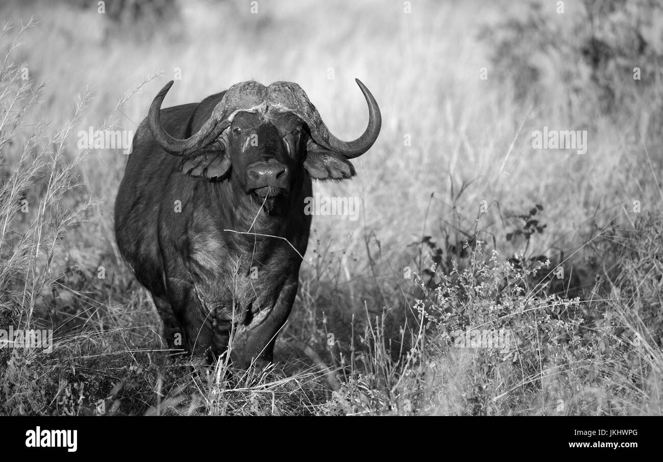 Black and white buffalo taken in east african safari Stock Photo