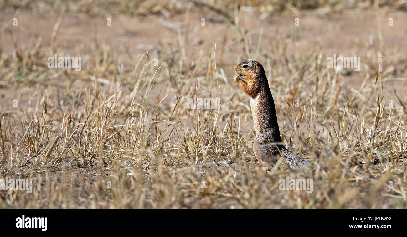 Little mongoose taken in Tanzania Stock Photo