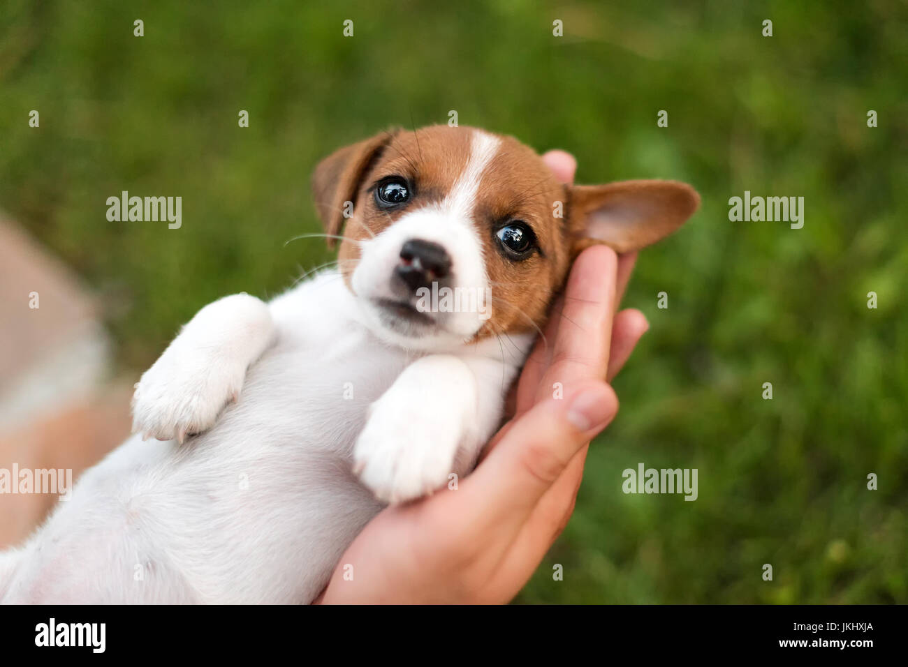 Newborn Jack Russell High Resolution Stock Photography And Images Alamy Newborn Jack Russell High Resolution Stock Photography And Images Alamy