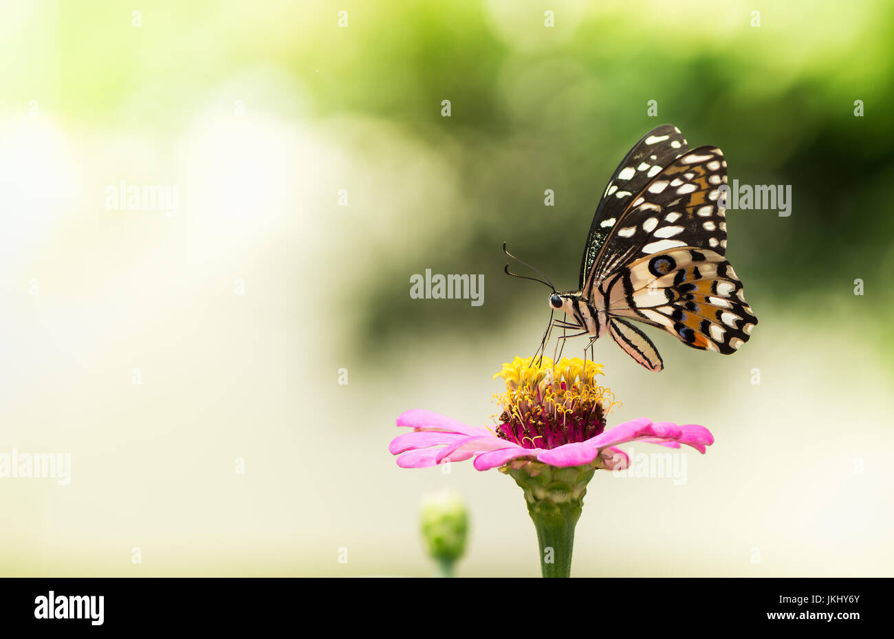 Monarch butterflies land on hi-res stock photography and images - Alamy