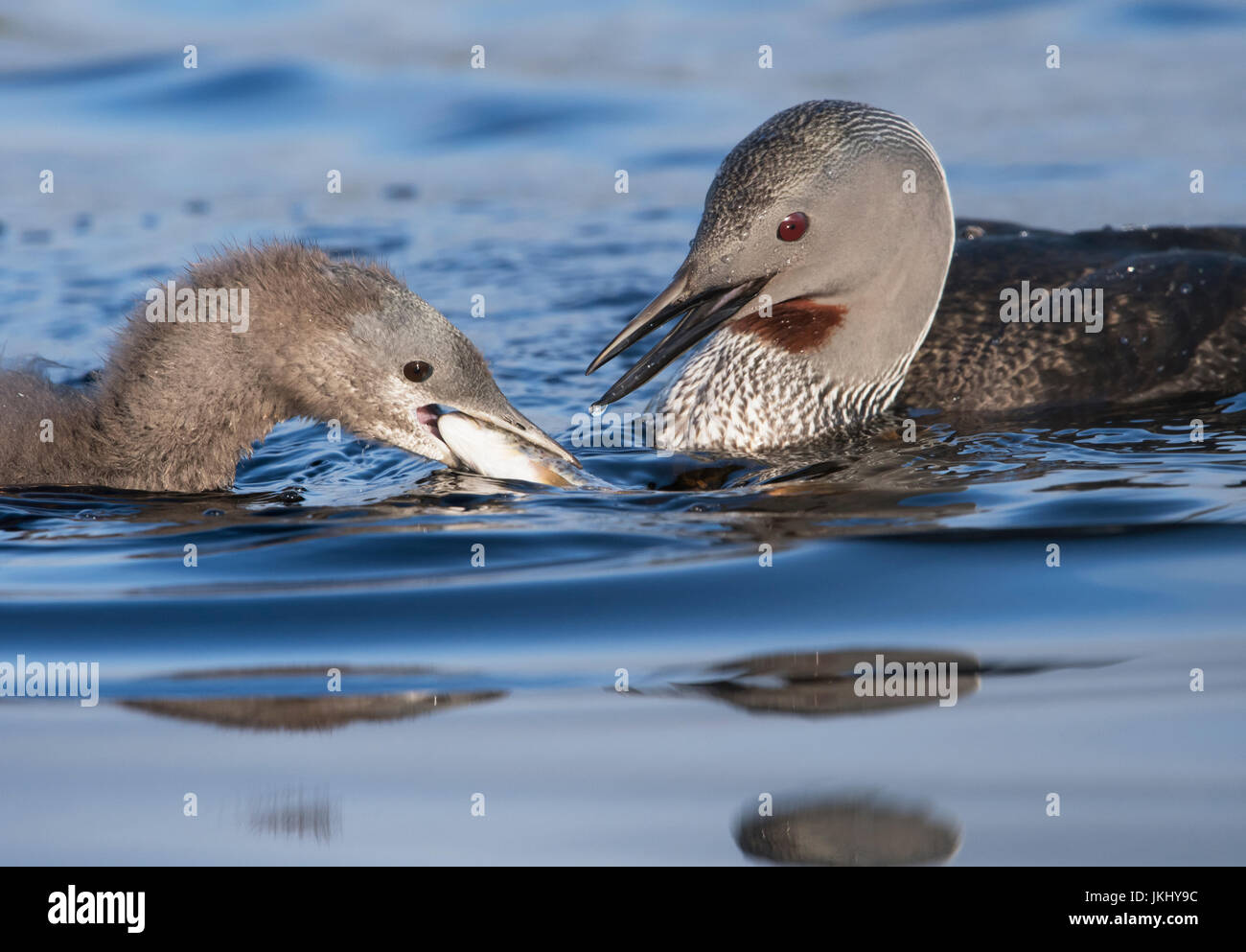 A Red throated diver (Gavia stellata) feeds it's chick a recently caught trout, Shetland, UK Stock Photo