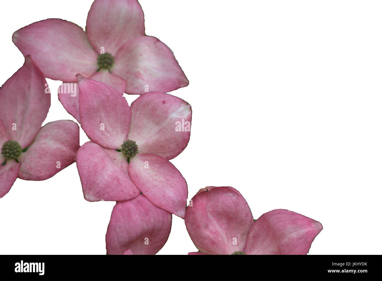 Pink flowers isolated on a white background Stock Photo - Alamy
