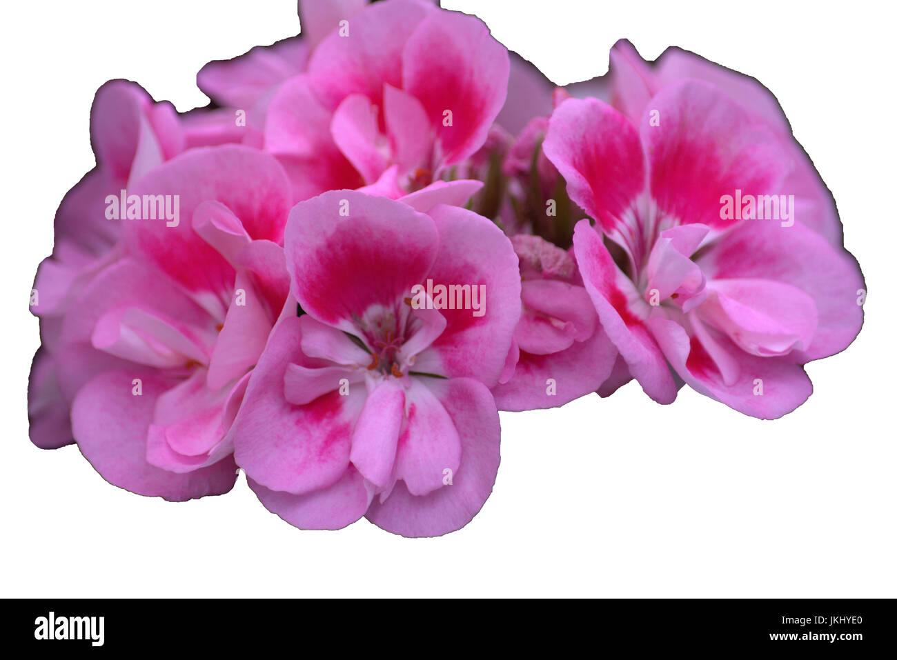 Pink flowers isolated on a white background Stock Photo - Alamy
