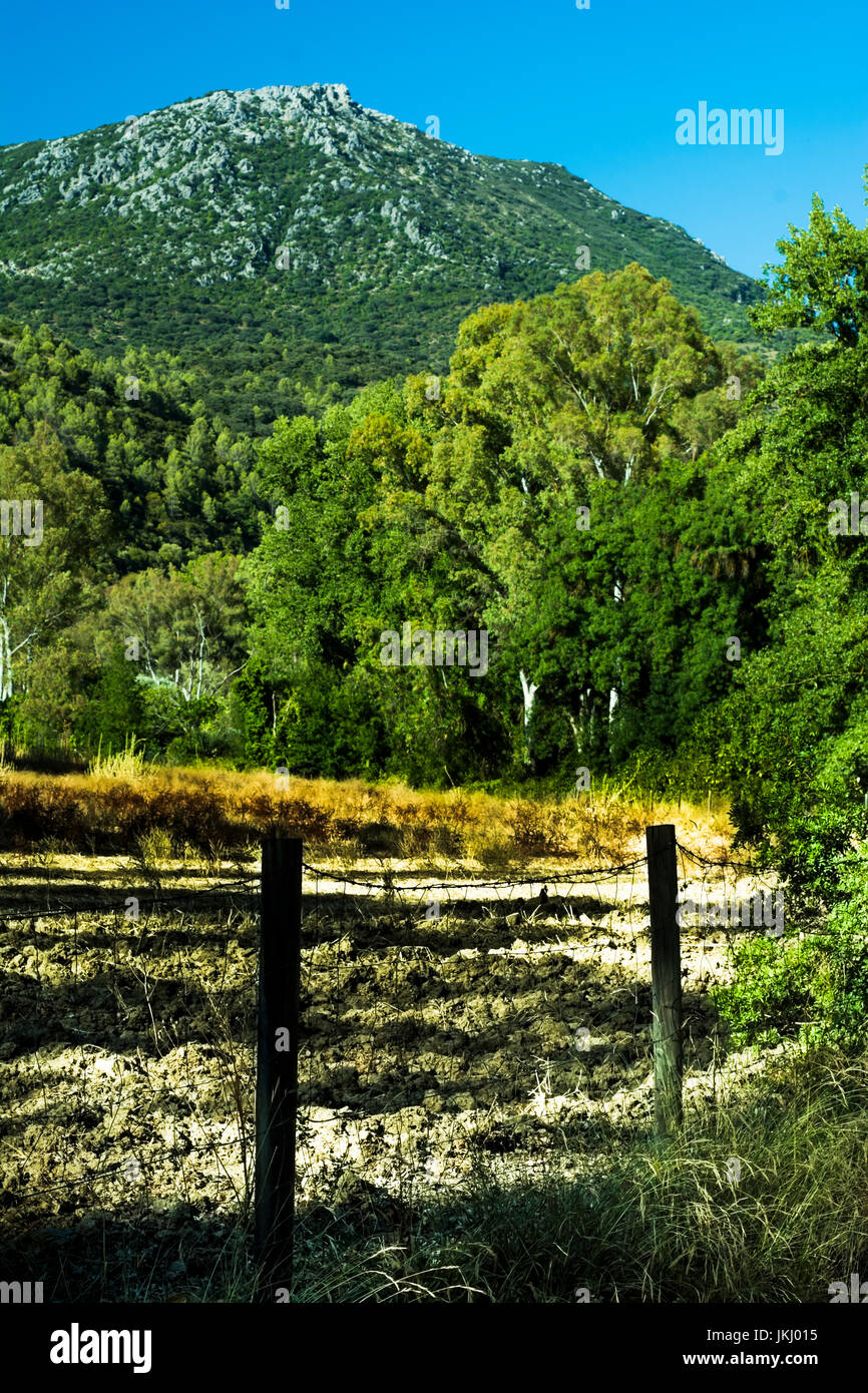 Landscape of trees with mountain in the background and blue sky Stock ...