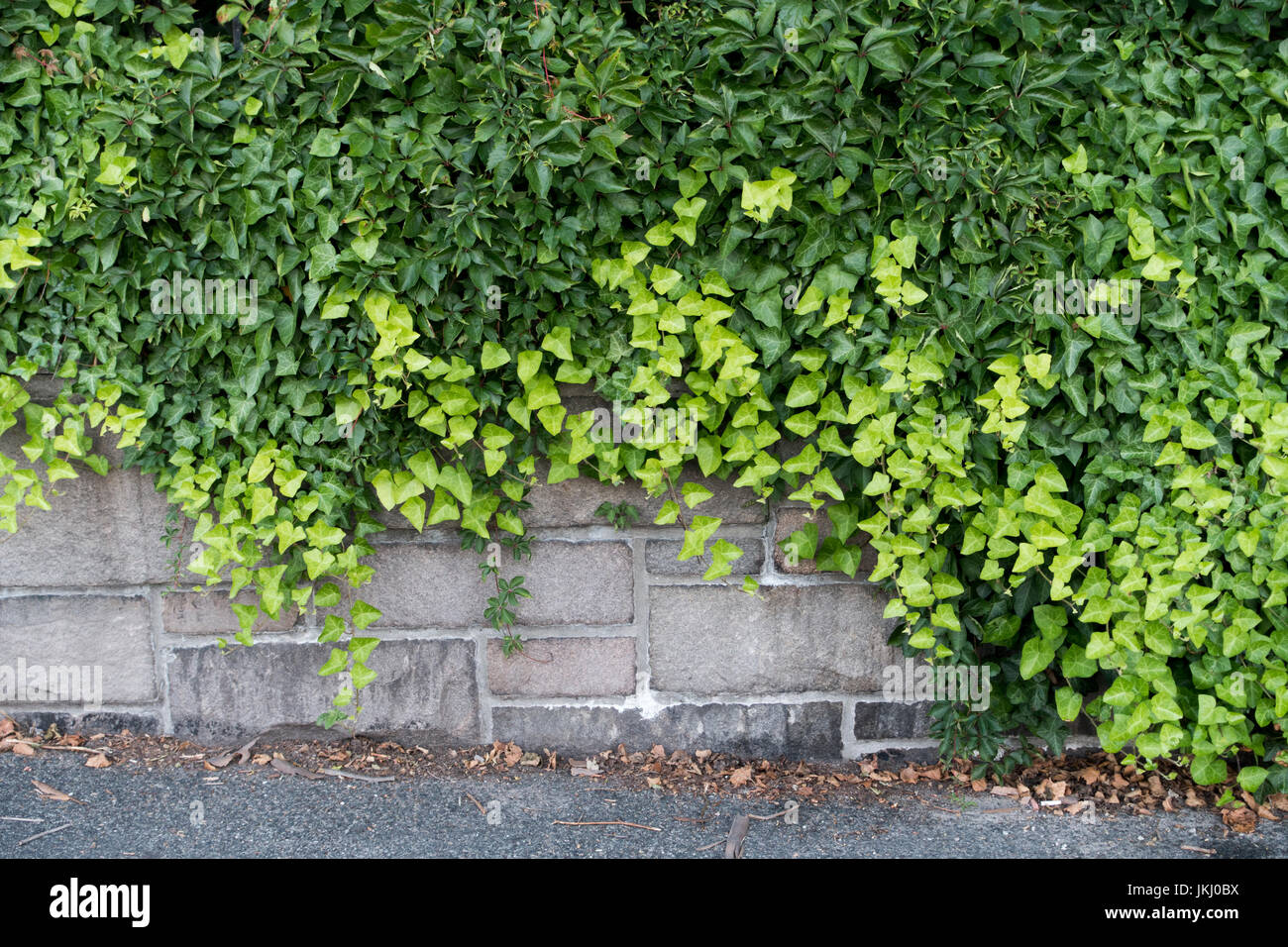 Stone wall leafy vine cover hires stock photography and images Alamy