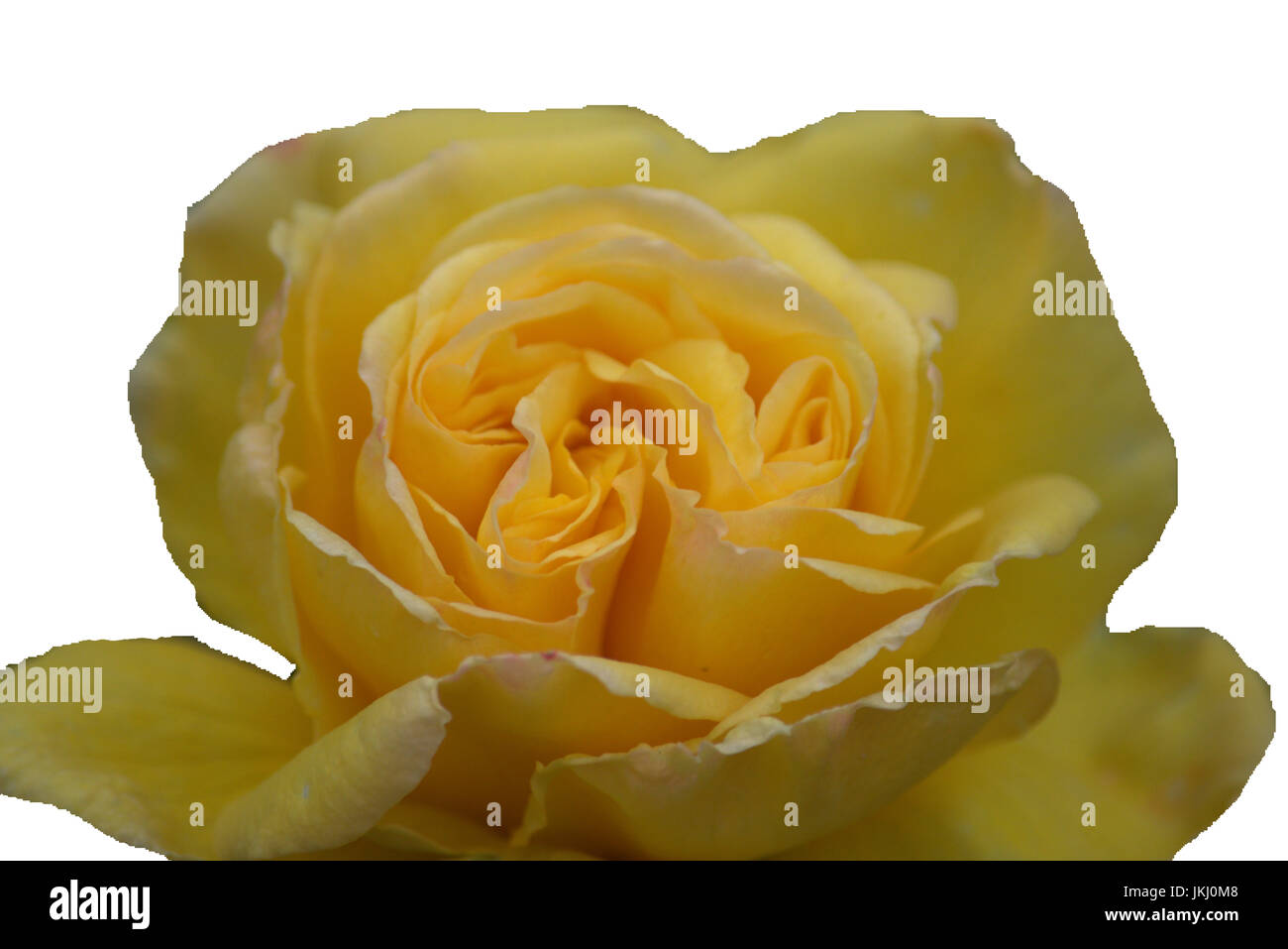 Isolated yellow rose on a white background Stock Photo Alamy