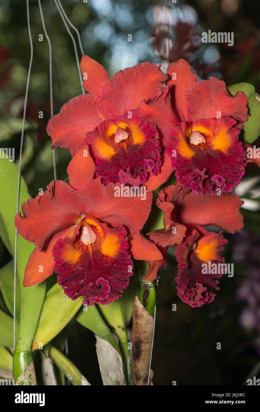 Hybrid dark orange with red cattleya orchid flower on nature background Stock Photo