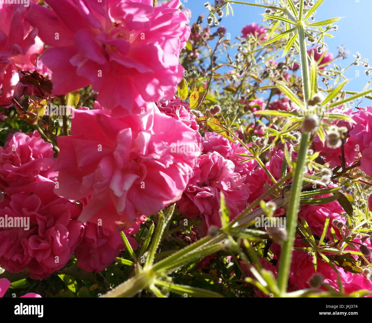Pink Flowers Against a Blue Sky Stock Photo