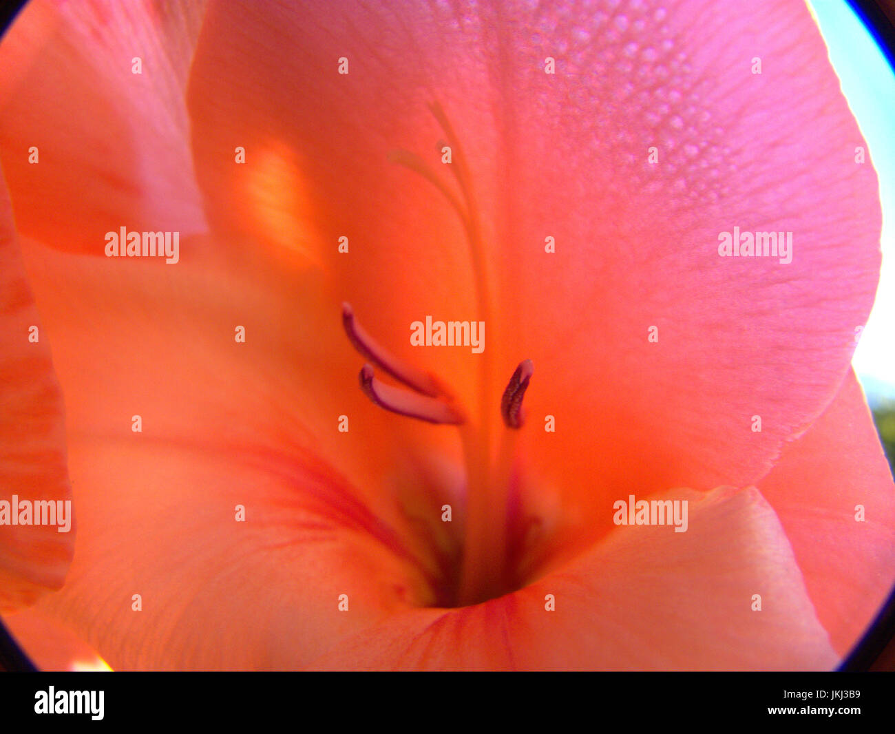 Salmon pink gladiolus flower Stock Photo - Alamy