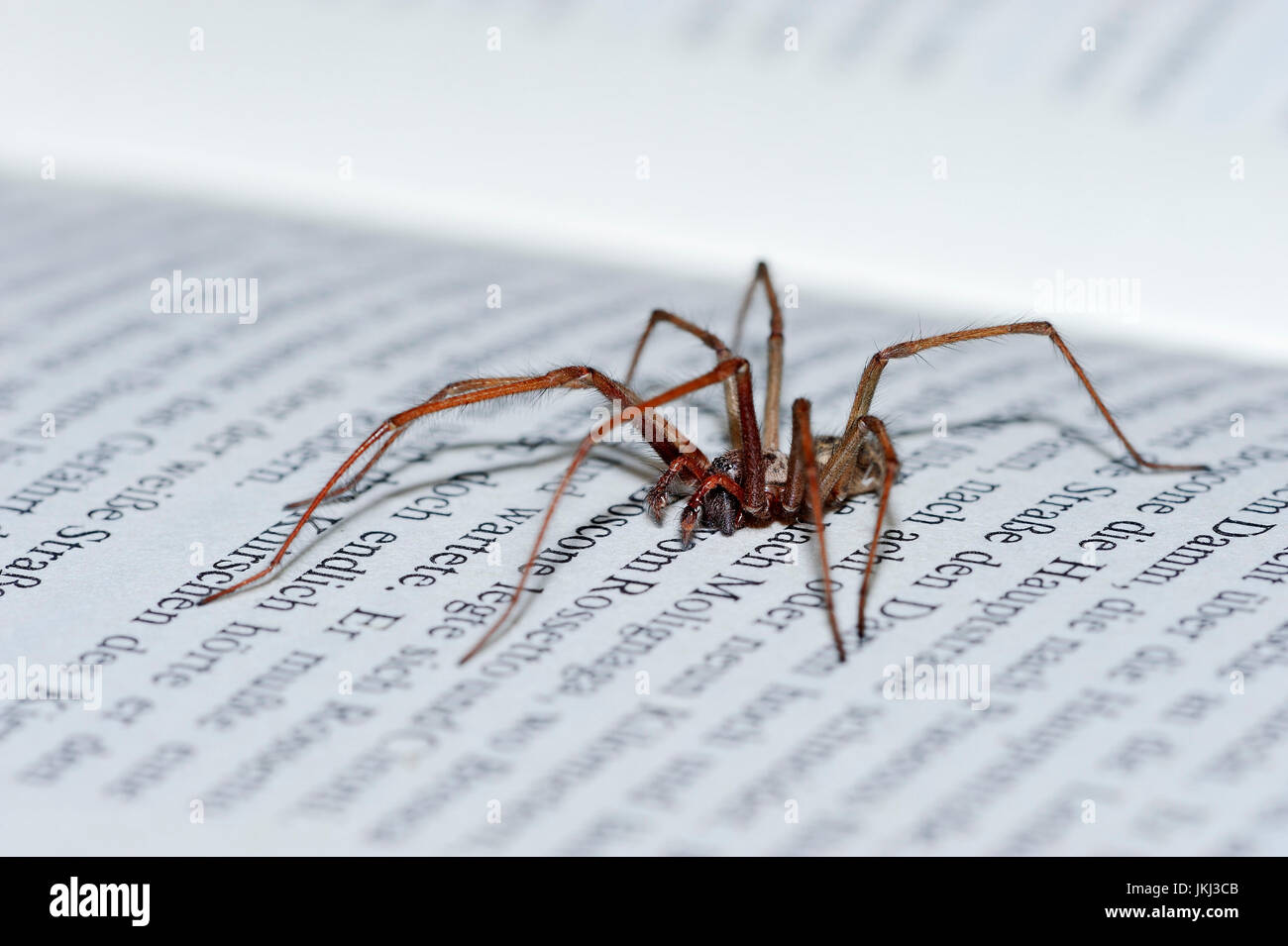 House Spider on book, North Rhine-Westphalia, Germany / (Tegenaria atrica) | Hausspinne auf Buch, Nordrhein-Westfalen, Deutschland Stock Photo