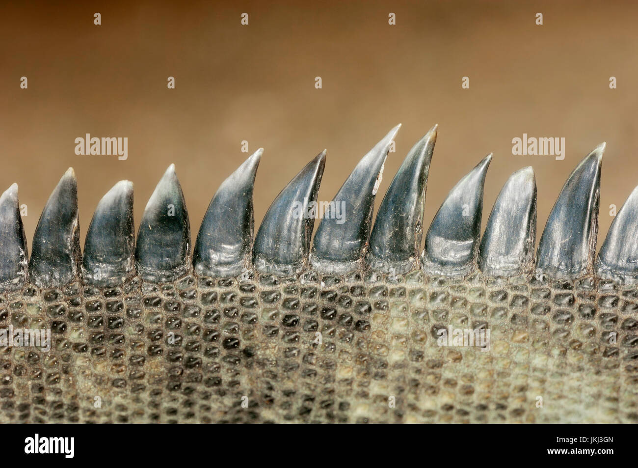 Rhinoceros Iguana, detail / (Cyclura cornuta) / Corned Iguana | Nashornleguan, Detail / (Cyclura cornuta) Stock Photo