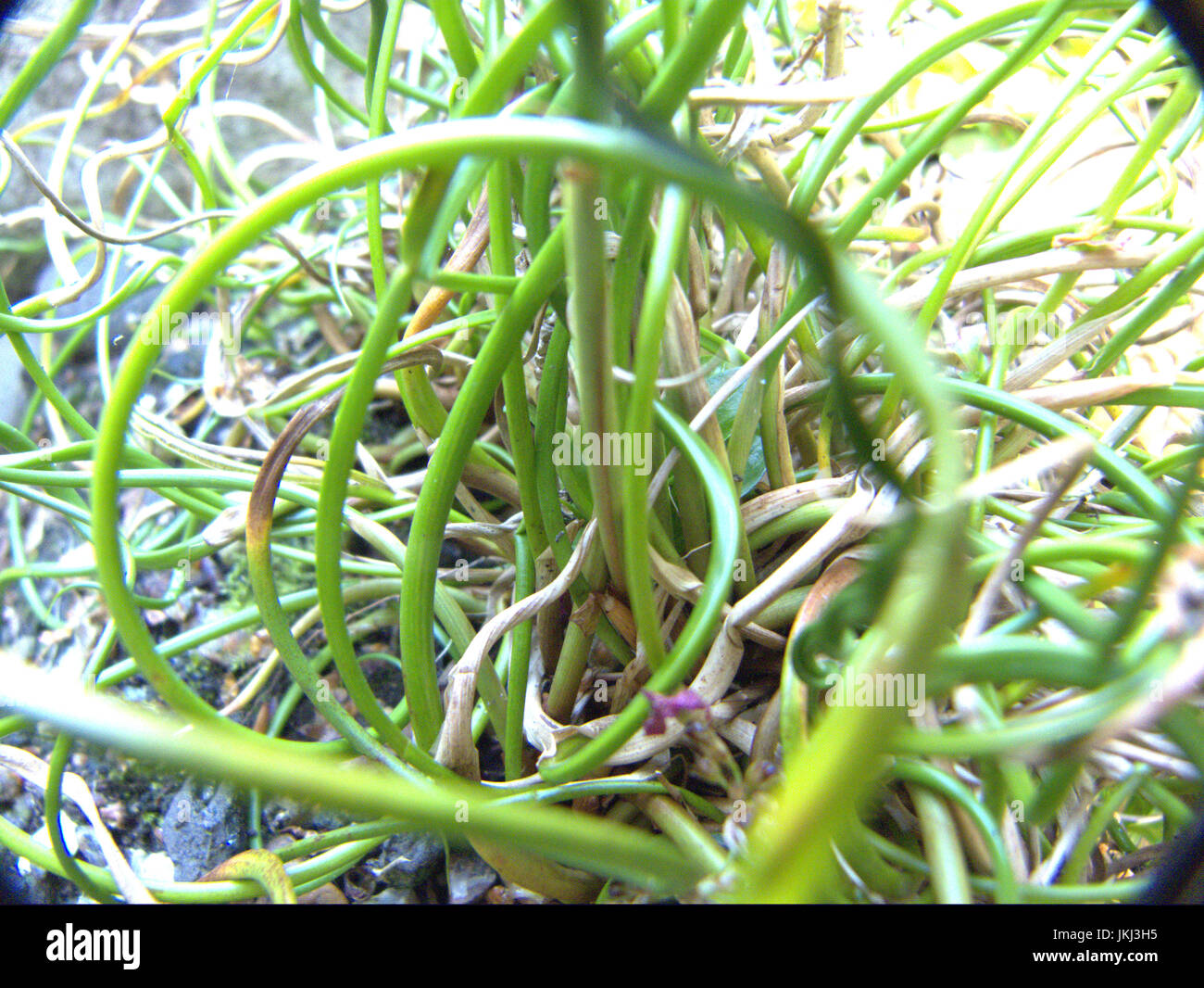 Closeup of corkscrew grass Stock Photo Alamy