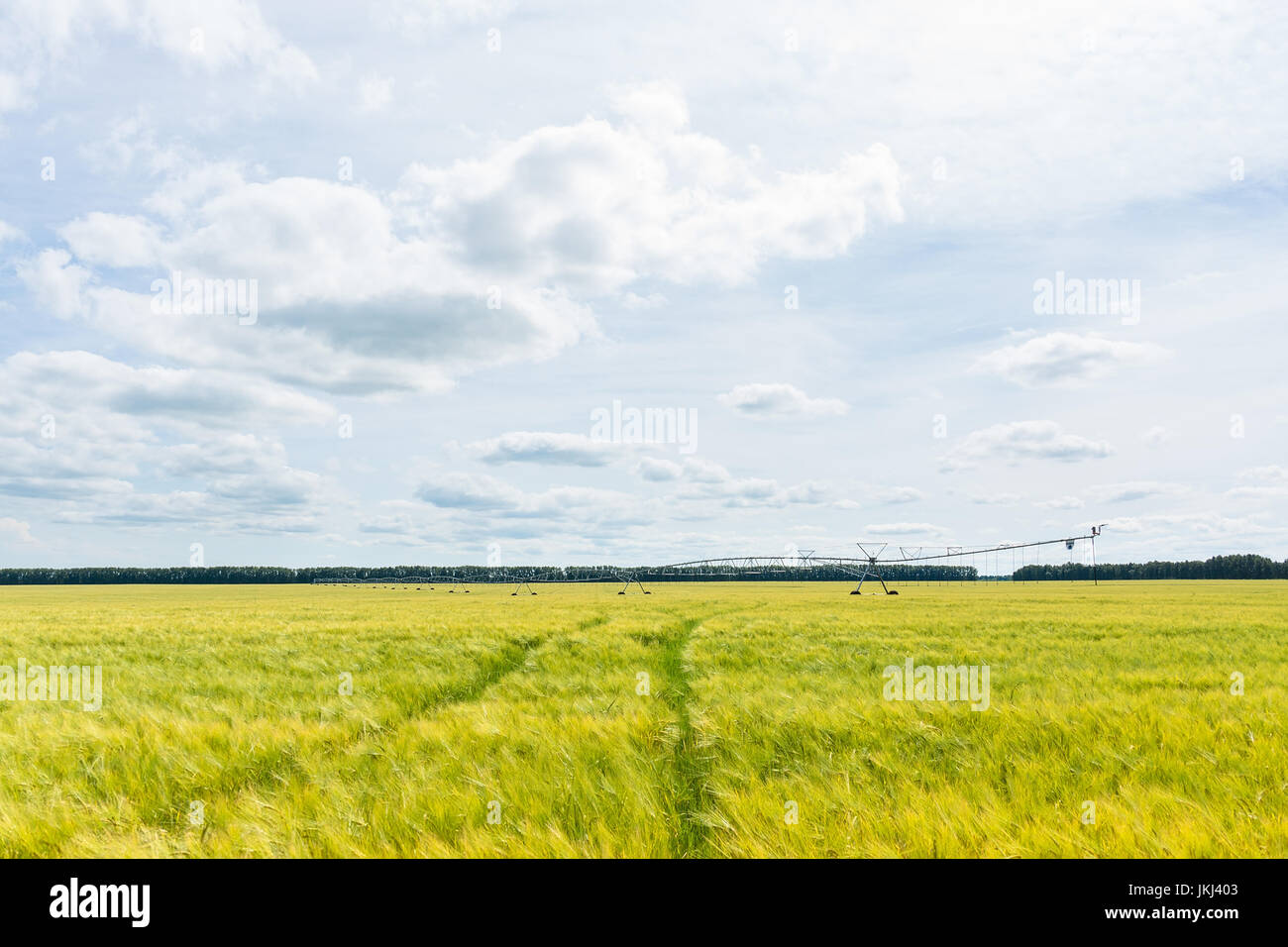 Field of wheat, watering system, Russia, village, Tambov region, summer Stock Photo