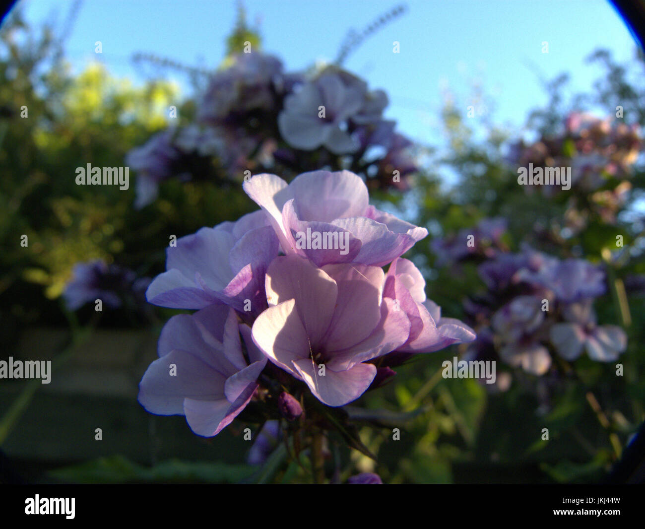 Phlox panticulata flowers Stock Photo