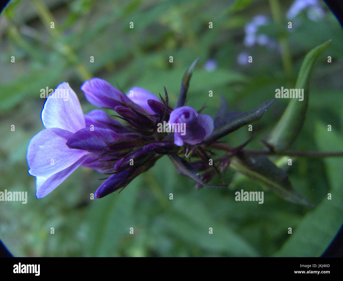 Phlox panticulata flowers Stock Photo