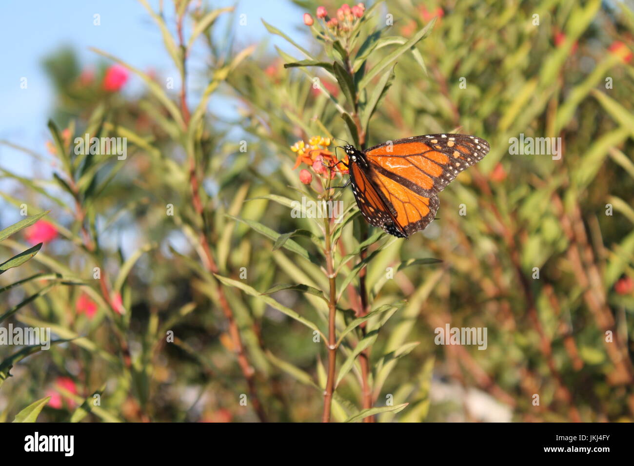 Monarch Butterfly on flowers Stock Photo Alamy