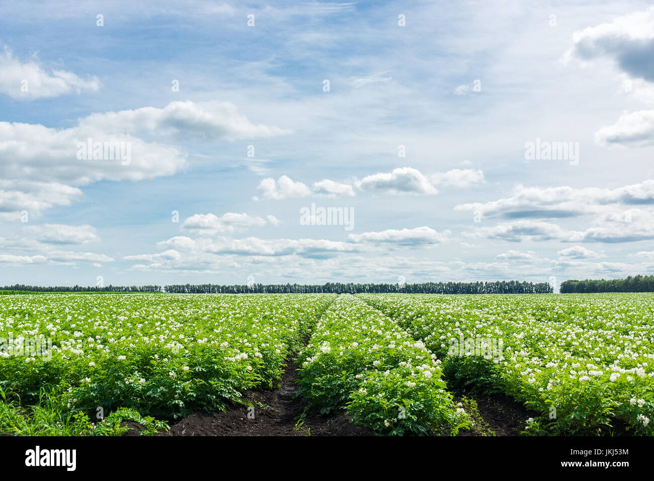 Potato field of Russia, Village, Tambov region, blue sky Stock Photo