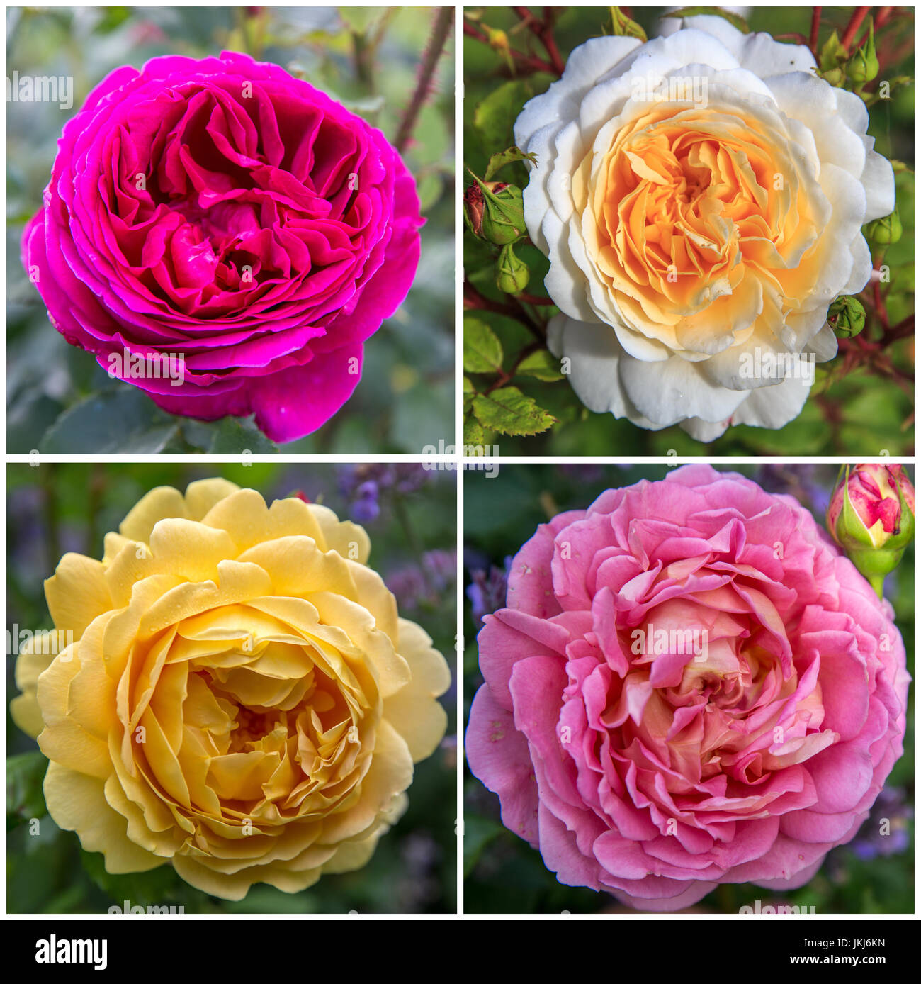 Four English rose in the garden on a sunny day - purple, white, yellow, pink Stock Photo
