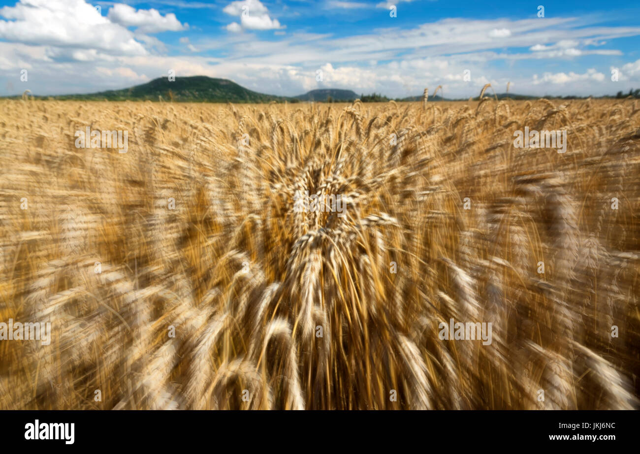 Fast motion in the wheat field in summer time, Hungary Stock Photo