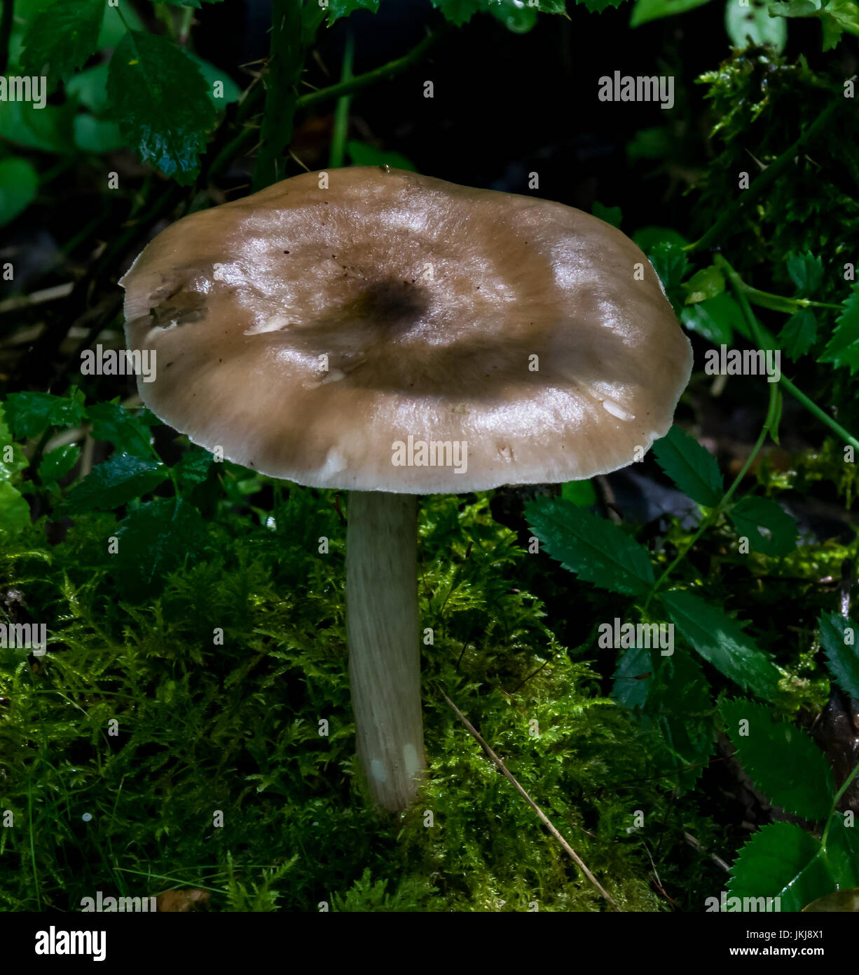 fungi Stock Photo