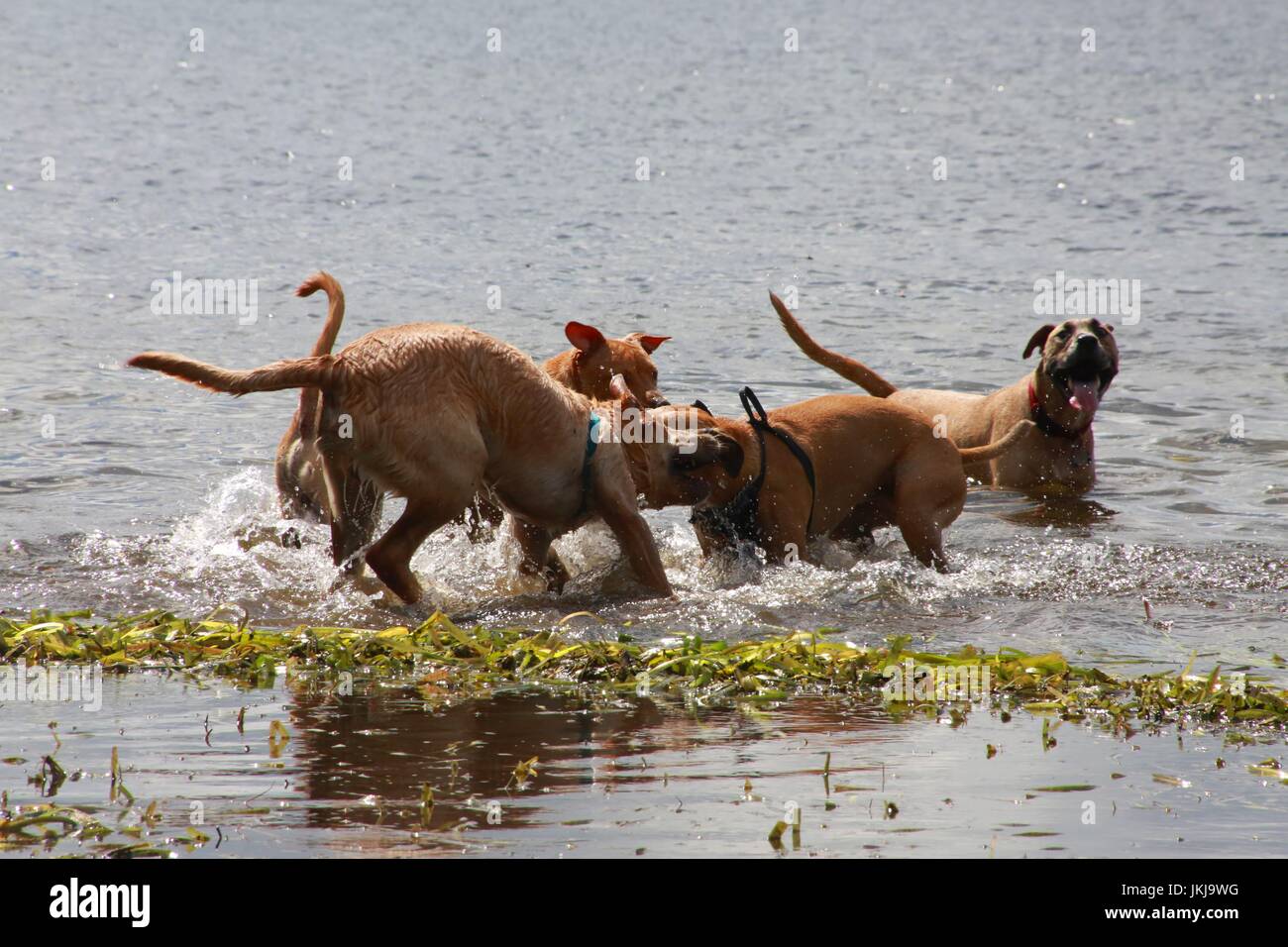 Dogs Playing with Each Other in Lake Stock Photo - Alamy