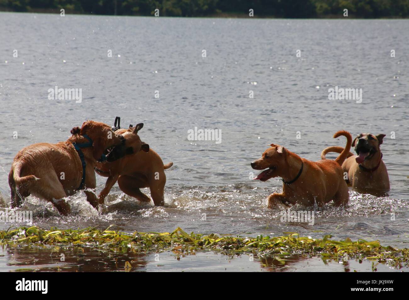 Dogs Playing with Each Other in Lake Stock Photo - Alamy