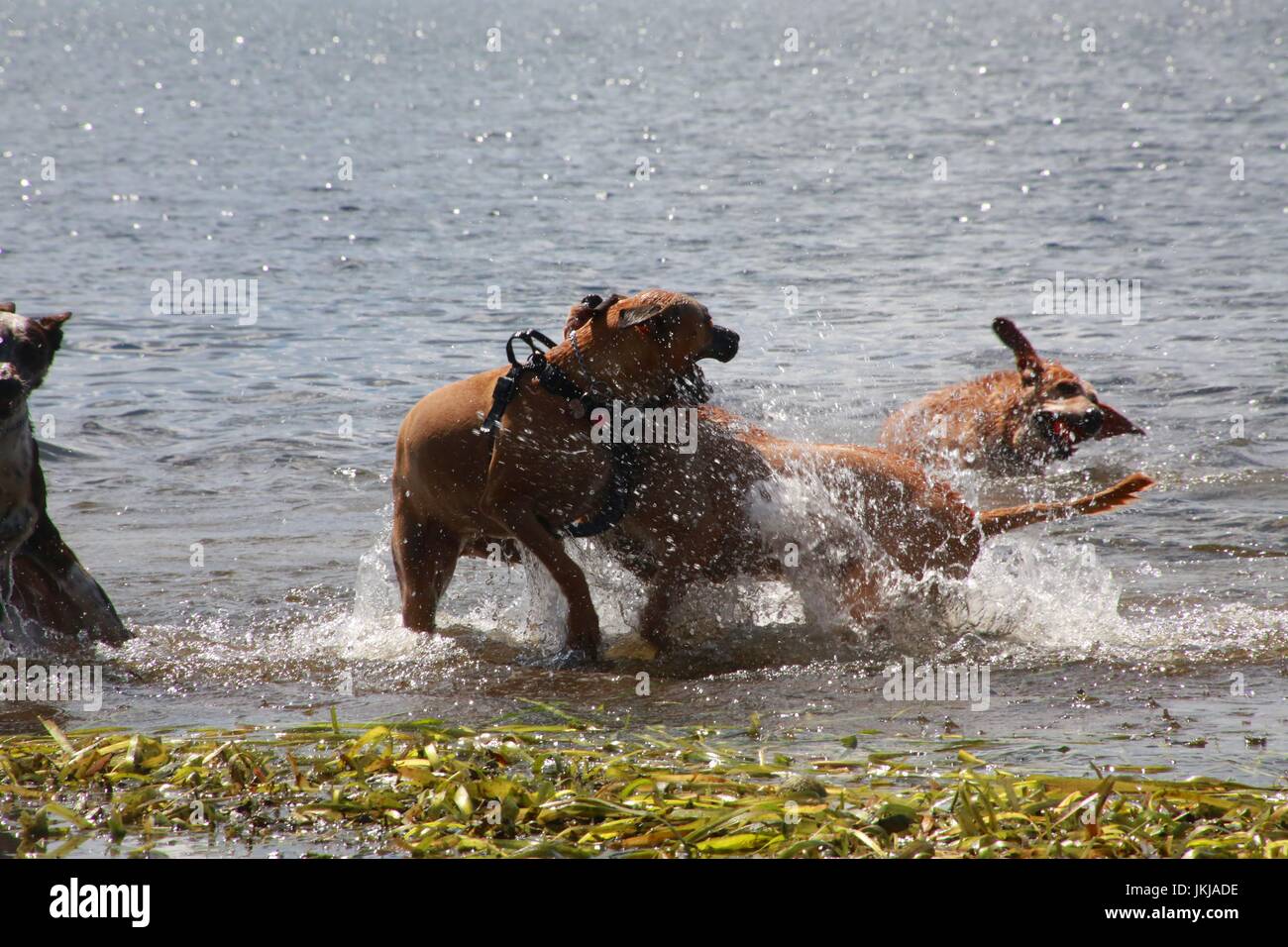 Dogs Playing with Each Other in Lake Stock Photo - Alamy