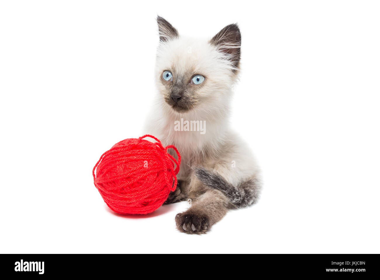 Kitten on white background, kitten playing with ball, summer, Siamese cat Stock Photo