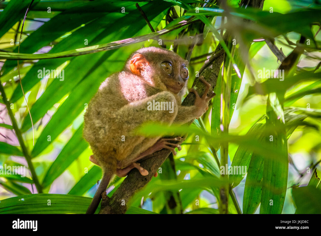 Tarsier hanging on a tree in Cebu, Philippines - July 2016 Stock Photo ...