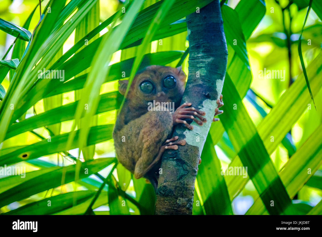 Tarsier hanging on a tree in Cebu, Philippines - July 2016 Stock Photo ...