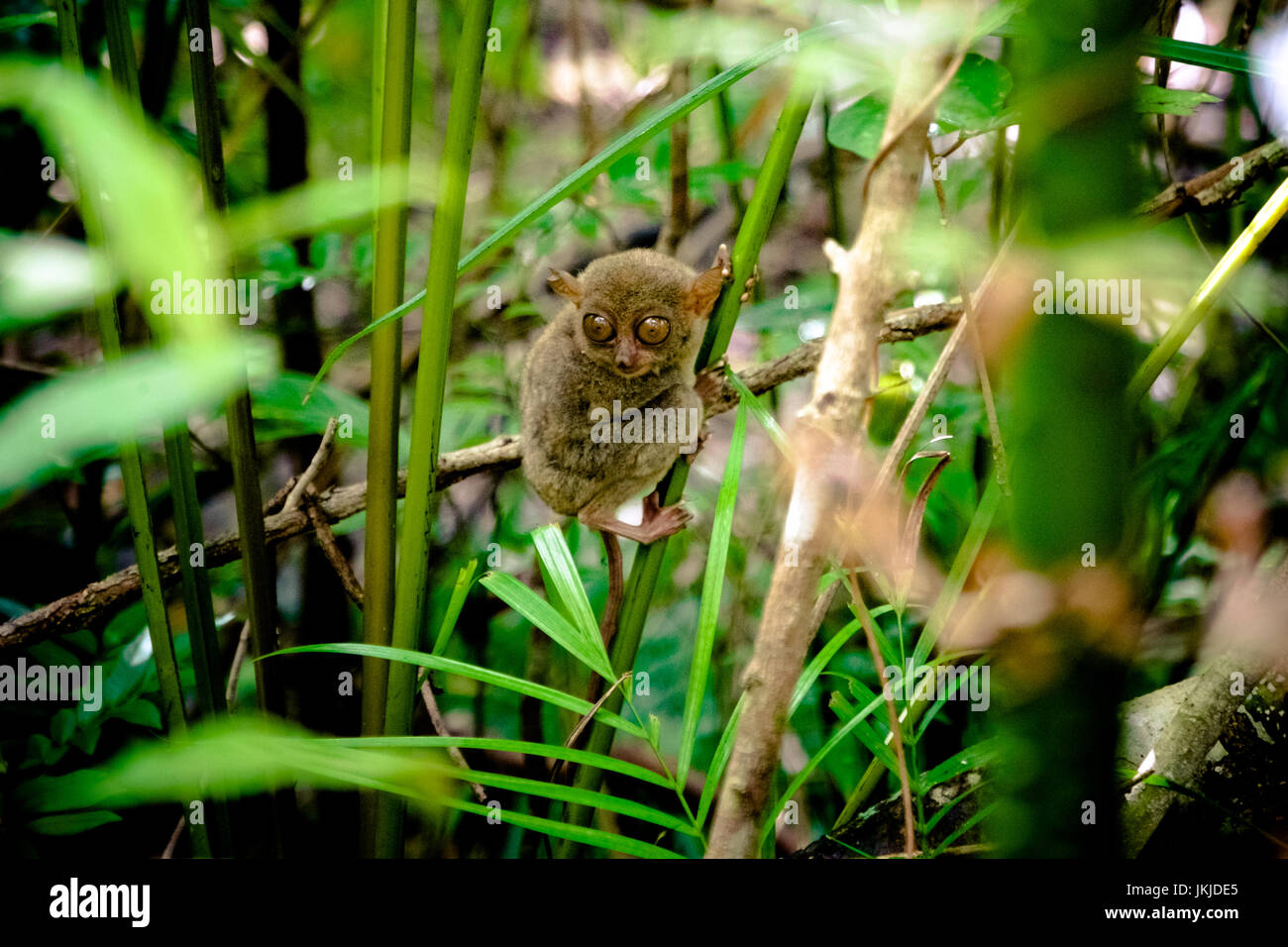 Tarsier hanging on a tree in Cebu, Philippines - July 2016 Stock Photo ...