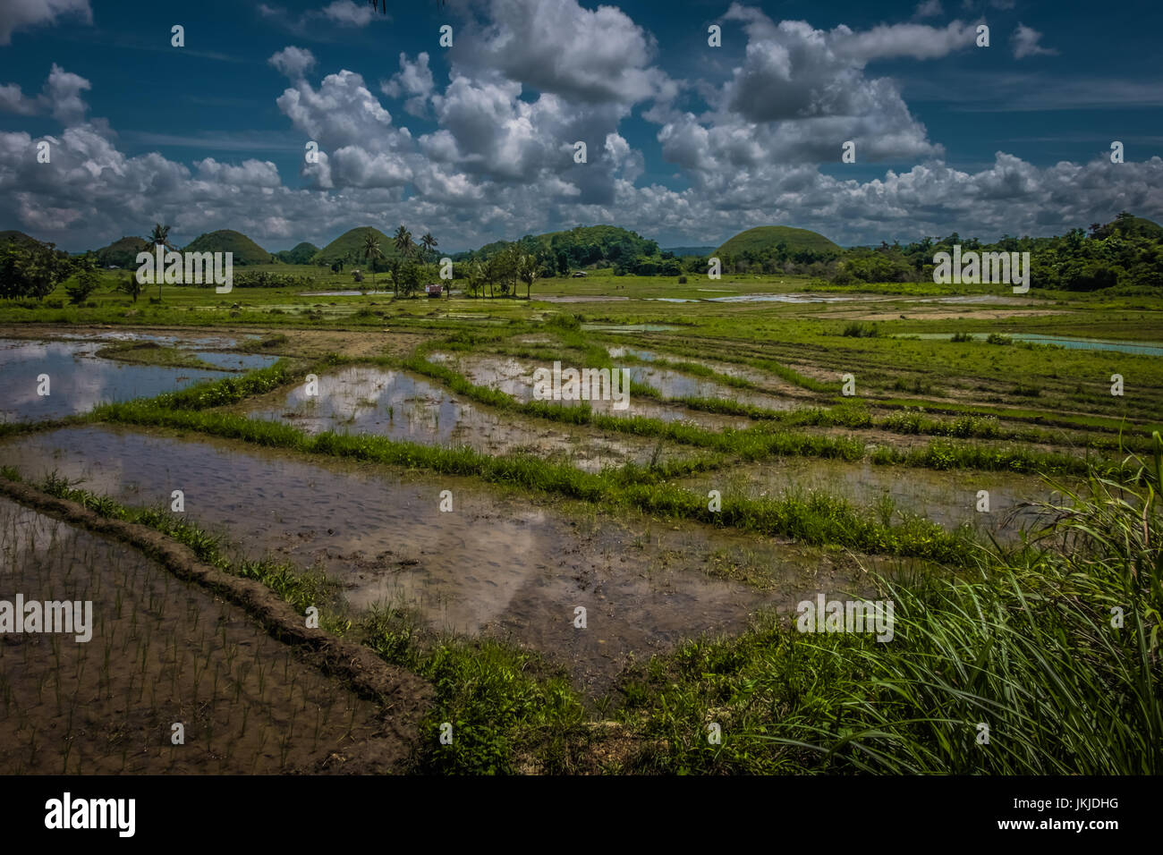 Rice fields in Cebu, Philippines - July 2016 Stock Photo - Alamy