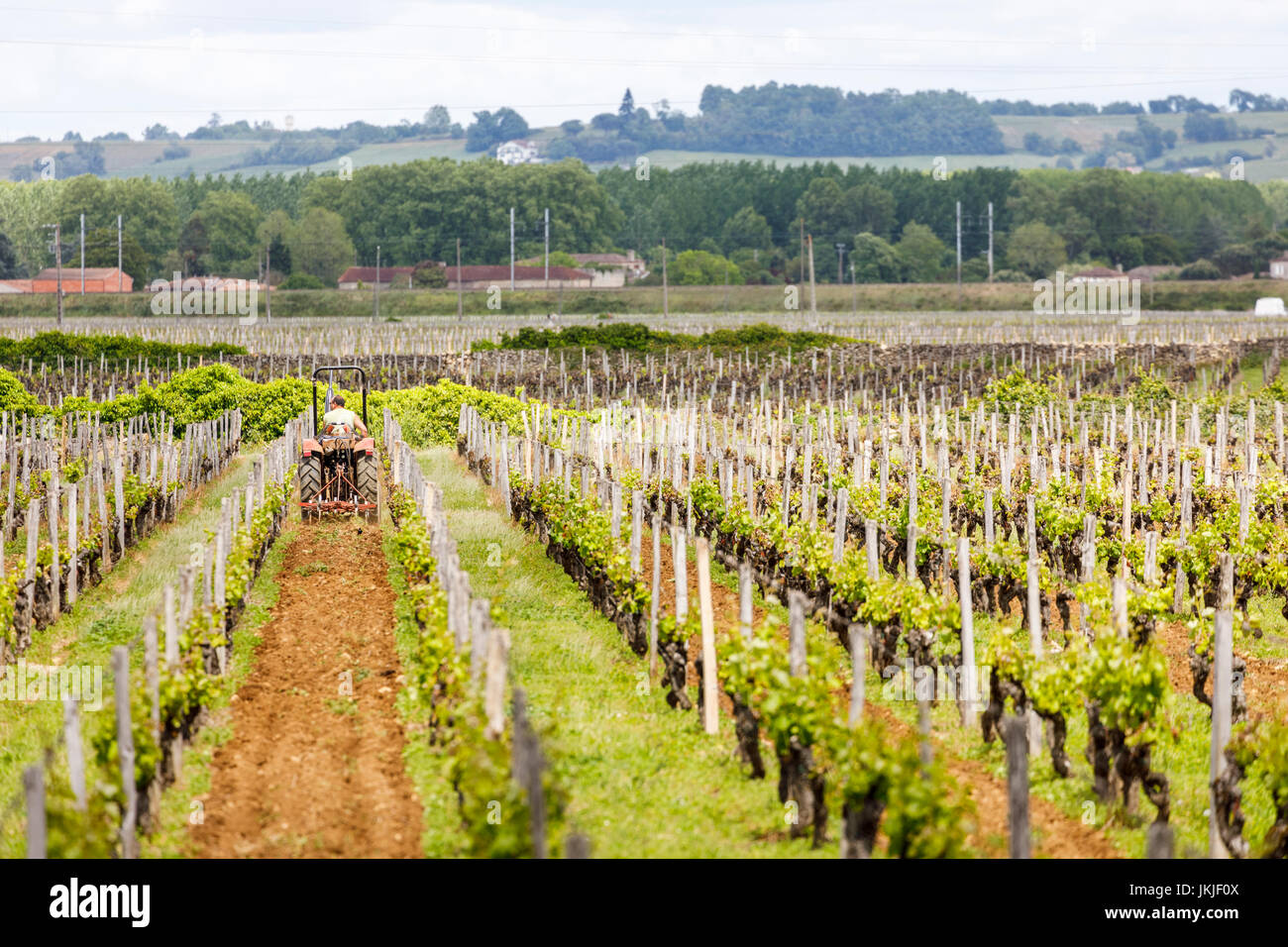 Rows of vines growing in a vineyard, Chateau de Myrat Sauternes