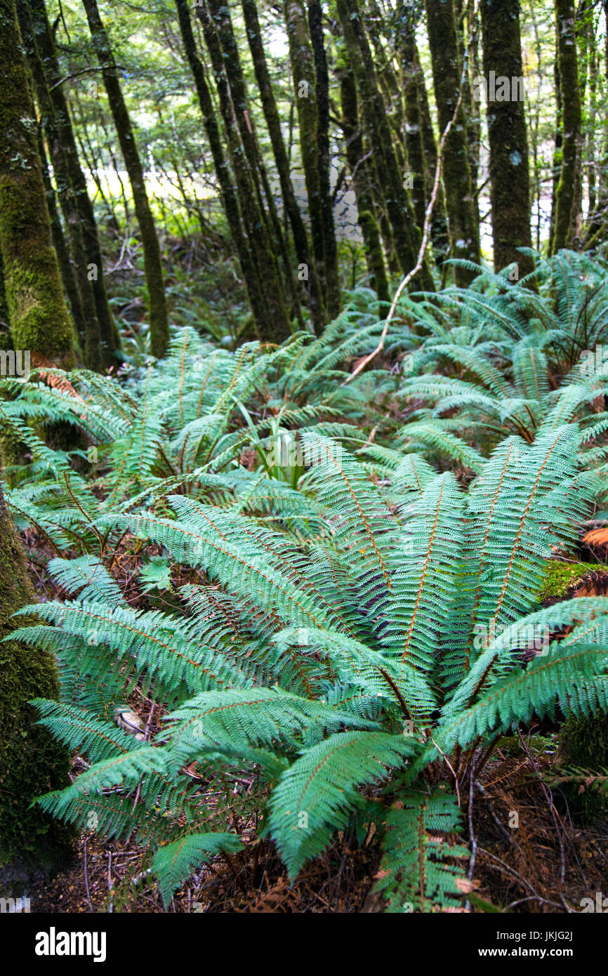 Large New Zealand tree ferns in Fantail Falls, South Island, New Zealand Stock Photo