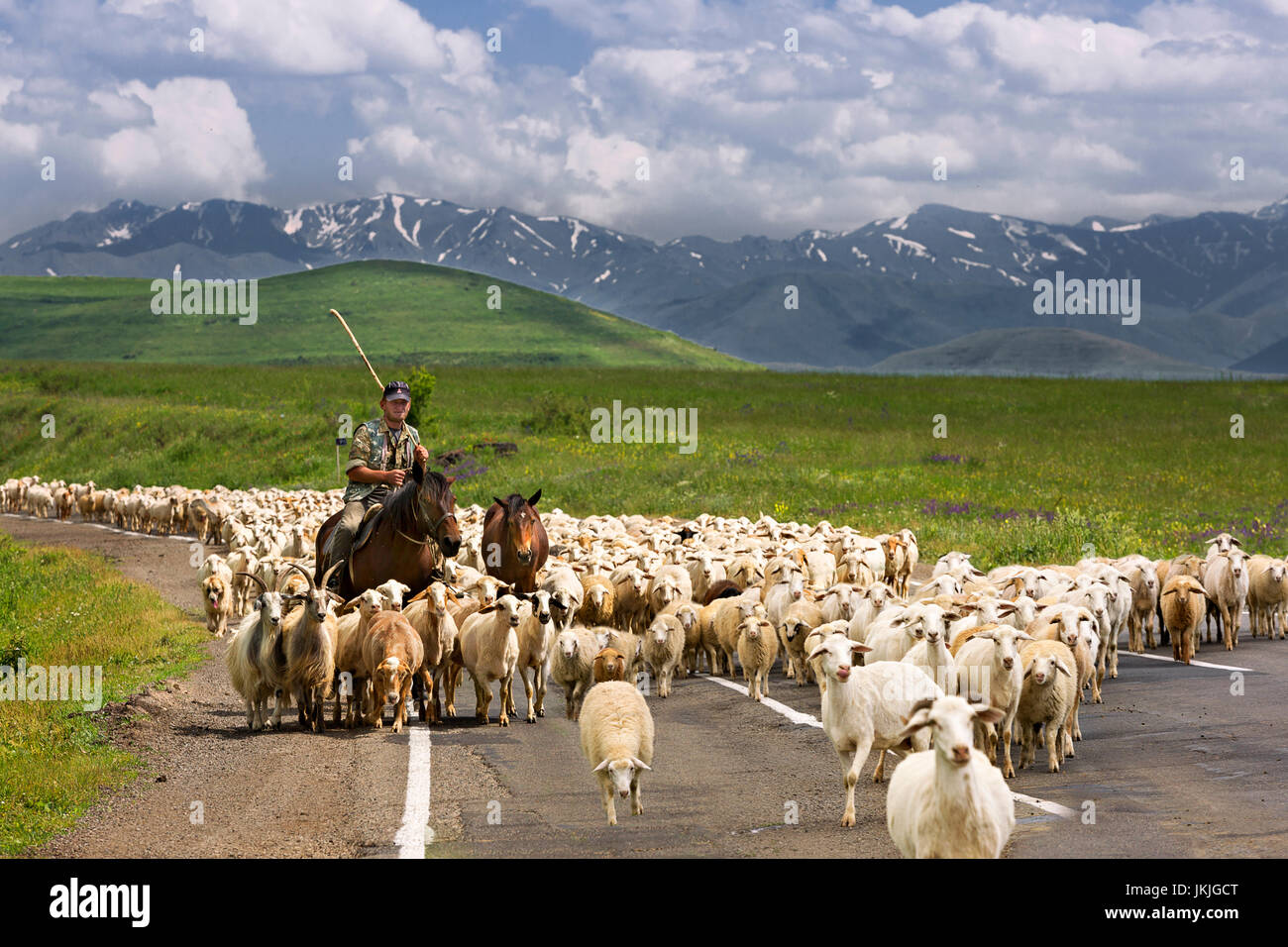 Shepherd on the horse with herd of sheep on the road in Armenia. Stock Photo