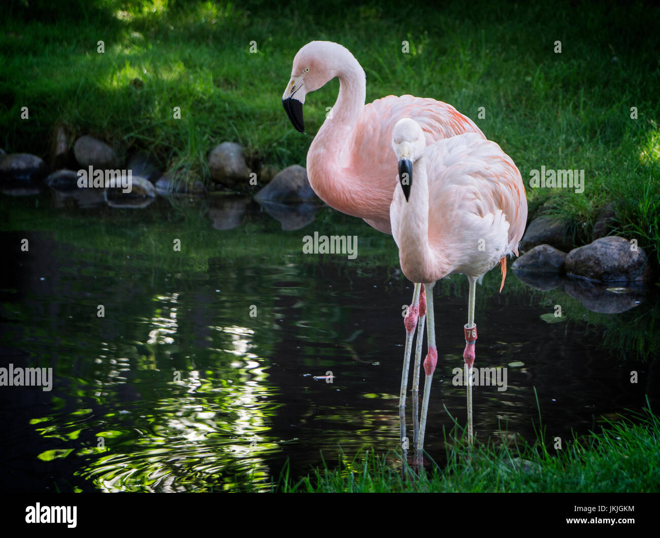 Chilean flamingos Calgary Zoo Stock Photo