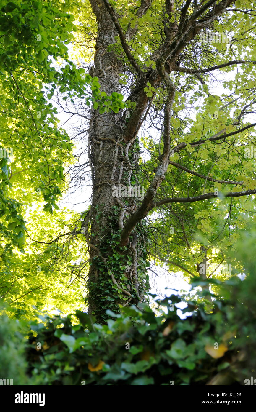 Efeu an baum hi-res stock photography and images - Alamy