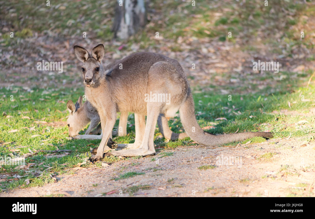 A closeup photo of a kangaroo, Australia. Stock Photo
