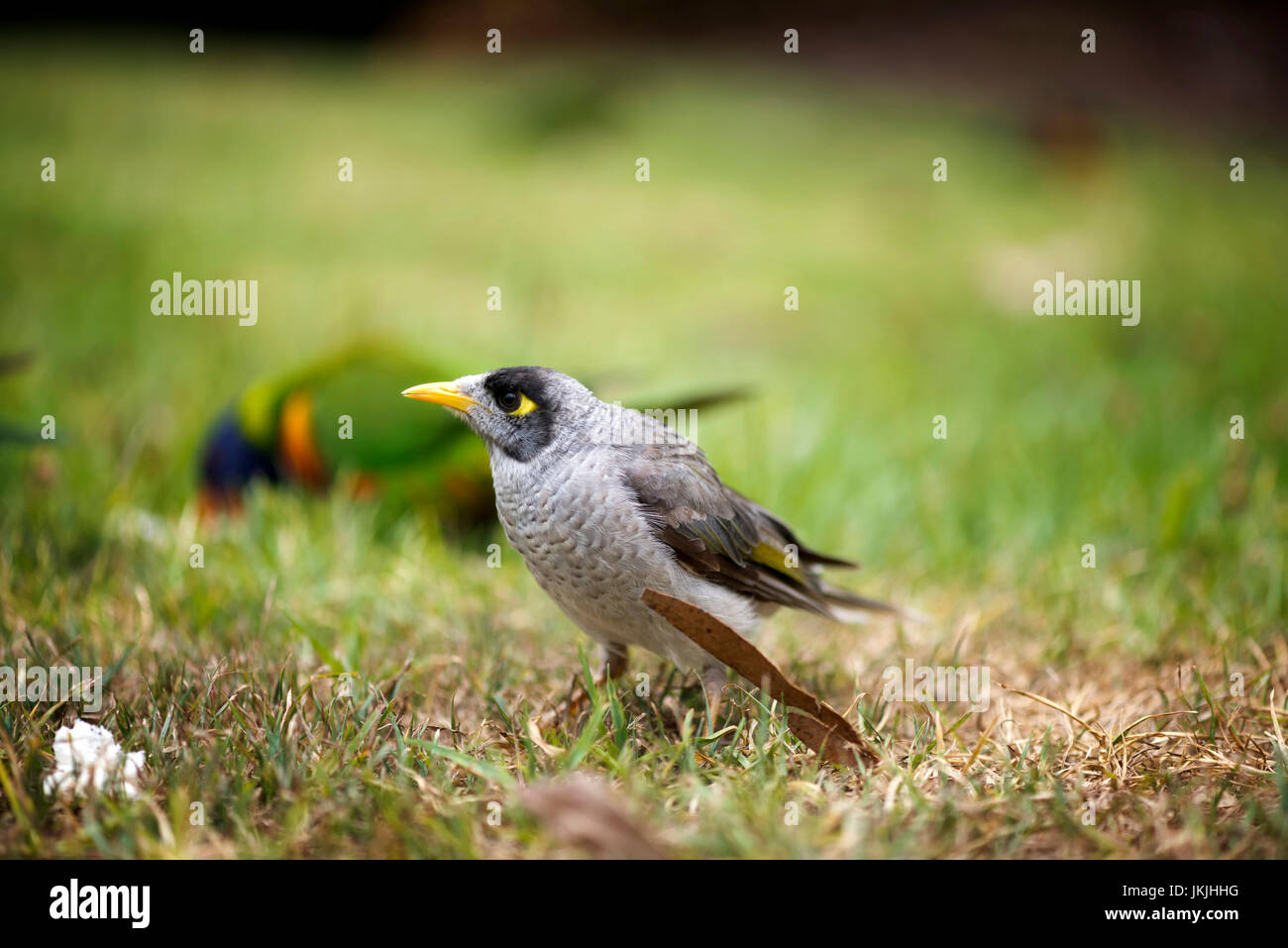 A portrait photo of an australian bird called 'noisy miner '. Stock Photo