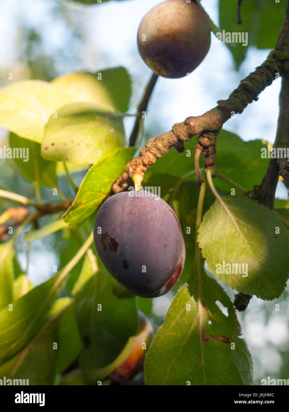 Ripe damsons growing tree hires stock photography and images Alamy