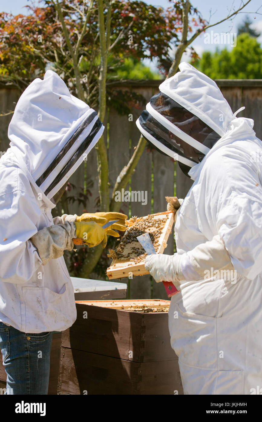 Two Caucasian women small business owner beekeepers checking the health of the honey in a frame in Seattle Washington, USA Stock Photo